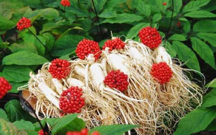 Ginseng root increases male potency, contributes to the growth of the head of the penis